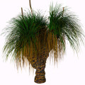 Grass Tree